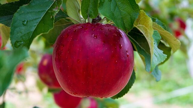 【解夢】蘋果的夢象徵大吉與好運？拾到、吃掉、或是樹上的24種意涵