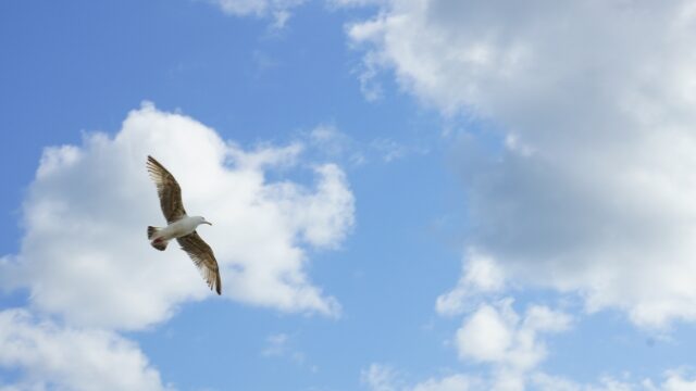 【夢境解析】夢見鳥象徵希望？不同顏色與鳥巢的39種寓意