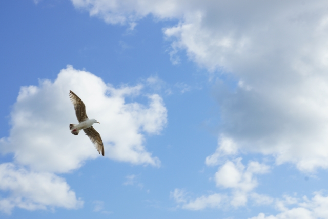 【夢境解析】夢見鳥象徵希望？不同顏色與鳥巢的39種寓意