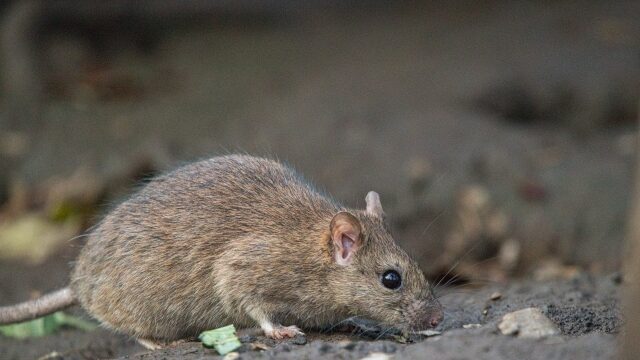 ──白色老鼠、樂透、懷孕、吉凶預兆是？ 夢中出現「老鼠」，往往象徵着一些細小但煩人的麻煩或困擾。 不過，這類夢的吉凶會依照你對老鼠的印象而有所不同—— 你覺得牠可愛還是討厭？有沒有成功抓到或趕走牠？這些細節都會改變夢的解釋方向。 老鼠夢的基本意義與心理狀態 在夢的象徵裡，老鼠通常代表生活中的小麻煩、壓力或不安。 然而，它同時也有繁衍、生機、群體合作的正面涵義。 因此，夢見老鼠並不一定是不祥之兆。 老鼠會出現在髒亂的地方，這被視為運勢低落或環境混亂的象徵； 但牠們強大的繁殖力，也被解讀為家運興旺、後代繁榮、或人際圈擴大的象徵。 夢中出現的老鼠數量、顏色，以及你對牠的感受（害怕、厭惡、親近），都會影響整體的吉凶判斷。 可愛的老鼠【運勢良好】 夢中出現小巧可愛的老鼠，象徵著你身邊有許多支持你的人。 夢境提醒你，近期你將獲得朋友或夥伴的幫助，在人際、金錢、甚至感情方面都能得到不錯的成果。 若在現實中有懷孕的可能，這個夢也可能暗示著孕兆或新生命的到來。 請好好照顧自己，並記得讓身心都保持放鬆與安穩。 老鼠的尾巴【運勢轉變】 夢見拉住老鼠的尾巴，象徵你能靈活運用過往的經驗與知識，從中獲得收益，或在工作上取得成功。 但若夢裡的老鼠尾巴斷裂，則表示運勢走低。 過去的創傷或未處理好的情緒，可能導致健康不佳或人際問題。 夢提醒你：放下舊傷，照顧好自己的內在與身體，是此刻最重要的課題。 老鼠的屍體【運勢變化】 若夢中看到死去的老鼠卻沒有特別厭惡或恐懼的感覺，那是壓力與自卑感逐漸解除的象徵。 意味著你正慢慢從焦慮中走出，迎向新的安定。 但若你看到屍體覺得噁心、害怕，或最近運氣正好，那就要小心——這可能是運勢下降、易出錯或有小麻煩的警訊。 老鼠糞便【人際糾紛／財運上升】 若你在夢裡對老鼠的糞便感到「髒、噁心」，這是人際關係出現摩擦的徵兆。 與身邊的人可能因小事爭執，夢提醒你要更謙和與體諒。 但如果你對糞便沒有特別負面感受，這反而代表財運上升、意外之財臨門。 或許近期會有額外收入、獎金，甚至薪資調整的好消息。 老鼠與貓【運勢變化】 夢中若看到貓與老鼠和平相處、相互親近，這象徵著運勢提升與內在的平靜回歸。 你可能會感覺壓力解除，經濟或情緒狀態漸入佳境。 相反地，若夢見貓追逐老鼠，這暗示在人際或感情中會出現讓你失望的事件。 夢建議你調整期待，不要過於投入或依賴，以免受到太大的情緒衝擊。 若老鼠被貓捉到，則是好兆頭！ 象徵著問題的解決、煩惱的終結，運勢正在逐漸回升，新的希望即將出現。 刺蝟【警戒心】 夢中的刺蝟象徵著你的防備心與對外界的警惕。 若夢見自己飼養刺蝟，表示你是一個在與陌生人相處時較為謹慎、需要一段時間才能完全敞開心扉的人。 這份慎重不是壞事，而是一種「懂得保護自己」的智慧。 若夢中的刺蝟對你親近、溫順，那是人際運上升的好兆頭。 代表你最近會遇到讓你感到安心的人，新的友誼或關係將在信任與溫暖中展開。 老鼠的夢：依行動而異 夢裡的老鼠在做什麼？ 牠們的行為，往往映照著你內在的情緒狀態與運勢走向。 有時象徵煩惱與壓力，有時則預示轉機與成長。 以下，我們依照「老鼠的行動」來看看不同的夢境含意。 趕走老鼠【排除煩惱】 夢見自己努力把老鼠趕出家門，象徵你正在試著清除生活中帶來壓力或不安的事物。 或許你直覺地感受到：「這樣下去不行」，於是開始行動，想讓自己恢復平靜。 若夢中成功地趕走了老鼠，意味著你將重獲安穩與內在平衡。 但若被趕走的老鼠又回來了，則代表問題雖暫時遠離，但仍未真正解決，提醒你要面對根源、而非僅僅逃避。 消滅老鼠【運勢上升】 若夢裡不只是趕走，而是徹底打倒老鼠，這是強烈的運氣上升訊號。 你正鼓起勇氣面對困難，並將成功擺脫煩惱。 夢告訴你：現在是行動的時刻。 以正面、主動的態度去處理問題，幸福會隨之而來。 抓住老鼠【運氣好轉】 夢見自己抓到老鼠，是運氣轉好的象徵。 過去困擾你的問題將漸漸解決，你也將重新掌控自己的節奏與狀況。 若夢裡抓到的老鼠最後逃走了，那提醒你：成果可能因疏忽而失去。 持續關注與努力，才能守住來之不易的好運。 被老鼠追趕【運氣下降】 夢中若被老鼠追著跑，意味著你近期可能受到壓力或壞消息的困擾。 你可能正想逃離現實中的麻煩，或是對某些問題「不敢面對」。 夢的訊息是：逃避不能真正解決問題。 請一步步穩定處理，讓自己重新掌握節奏與內在的平靜。 即使是慢慢來，只要不放棄，就能迎來新的轉機。 老鼠之夢：象徵好運與緣分 夢中的老鼠，雖然多被視為煩惱或小麻煩的象徵，但其實也藏著關於好運、財富與新生命的吉兆喔。 以下我們聚焦在兩個最常被提到的「好預兆」—— 財運（中獎）與懷孕，一起看看夢的訊息。 老鼠與中獎運【有機會喔】 如果夢中出現一隻咬著你的衣服的白老鼠，這代表你的金運正在上升！ 若你最近正猶豫要不要買張樂透、刮刮樂， 這個夢可能是在給你一個輕輕的提示：「不妨在能力範圍內試試看吧！」🍀 另外，茶色的老鼠或是夢見老鼠的糞便、但你並不覺得厭惡或不舒服，那也同樣是財運提升的徵兆。 也許會有意外的收入、紅包，或是薪資調整、獎金入帳的小驚喜。 老鼠與懷孕【好消息的象徵】 夢見可愛的老鼠、或是白色的老鼠，往往與懷孕、誕生有關。 老鼠天生繁殖力旺盛，因此當牠以柔和、正面的形象出現在夢裡時，往往象徵新的生命或幸福的開始。 這對準備懷孕、或正在迎接新成員的人來說，是一個非常吉祥的徵兆。 夢在告訴你：宇宙正悄悄地為你安排新的喜悅。 小結：從「煩惱」到「轉機」 雖然在現實中，我們對老鼠的印象多半是負面的—— 覺得牠骯髒、會咬壞東西、甚至帶來疾病。 這樣的印象也常被帶入夢裡，所以老鼠夢在傳統解讀裡，確實多被視為「凶兆」。 不過，夢的能量其實是中性的。 當你夢見老鼠時，與其害怕它帶來壞運，不如將它視為一個提醒與轉化的契機。 若你保持正向、謹慎應對，那些看似的小麻煩，也可能變成推你前進的力量。